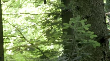 Avrupa gümüş köknar dalına yakın çekim (Abies alba)