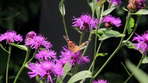 Zbliżenie Malowane Pani Motyl Vanessa Cardui Różowy Kwiat — Wideo stockowe
