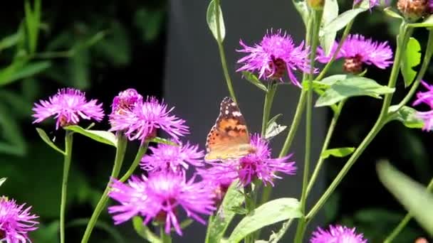 Nahaufnahme Der Bemalten Schmetterlingsdame Vanessa Cardui Auf Der Rosa Blume — Stockvideo