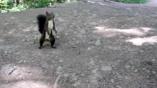 Uno Scoiattolo Carpatico Sciurus Vulgaris Carpathicus Prende Una Nocciola Dalle — Video Stock