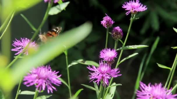Крупный План Раскрашенной Бабочки Vanessa Cardui Розовом Цветке — стоковое видео