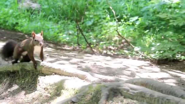 Uno Scoiattolo Carpatico Sciurus Vulgaris Carpathicus Prende Una Nocciola Dalle — Video Stock