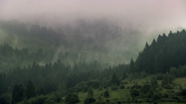 우크라이나 지역에 공원스 스키벤 카르파티아 산맥의 안개낀 — 비디오