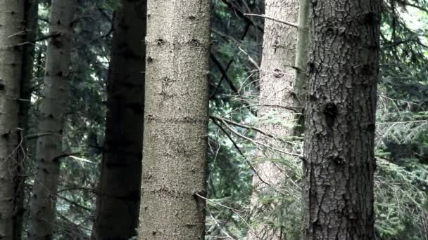 Świerkowy Las Karpatach Ukraińskich Park Narodowy Skoliwski Beskidy Obwód Lwowski — Wideo stockowe