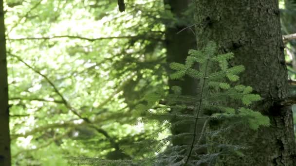 Στενή Υποκατάστημα Της Ευρωπαϊκής Ελάτης Abies Alba — Αρχείο Βίντεο