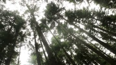 Ukrayna Karpatları 'nda bir ladin ormanı, ulusal park Skolivski beskidy, Batı Ukrayna' nın Lviv bölgesi