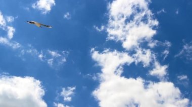 İnce gagalı martılar (Chroicocephalus genei) gökyüzünde uçuyor