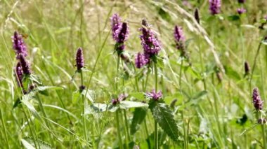 Betonica officinalis flowers at the meadow