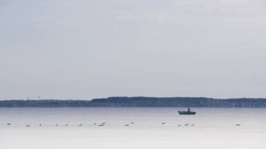 Teknede bir balıkçı ve Svitiaz Gölü 'nde yüzen bazı vahşi ördekler Shatskyi Gölleri' nin en büyük grubu, Shatsk Ulusal Doğal Parkı, Batı Ukrayna 'nın Volyn bölgesi.