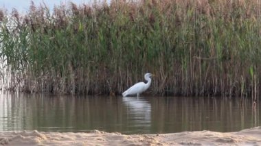 Beyaz balıkçıl (Ardea alba modesta) Shatskyi Lakes grubunun Svitiaz Gölü kıyısında, Batı Ukrayna 'nın Volyn bölgesinde bulunan Shatsk Ulusal Doğal Parkı' nda bulunur. 