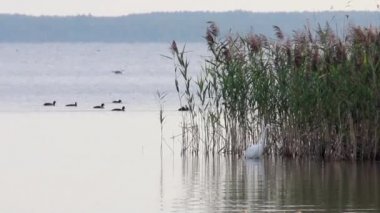 Beyaz balıkçıl (Ardea alba modesta) Shatskyi Lakes grubunun Svitiaz Gölü kıyısında, Batı Ukrayna 'nın Volyn bölgesinde bulunan Shatsk Ulusal Doğal Parkı' nda bulunur. 