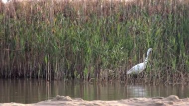 Beyaz balıkçıl (Ardea alba modesta) Shatskyi Lakes grubunun Svitiaz Gölü kıyısında, Batı Ukrayna 'nın Volyn bölgesinde bulunan Shatsk Ulusal Doğal Parkı' nda bulunur. 