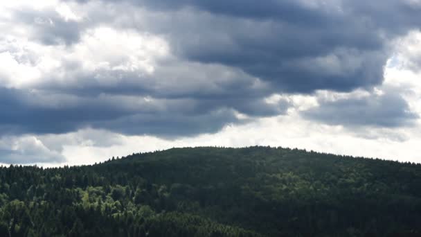 Une Forêt Épinettes Dans Les Carpates Ukrainiennes Parc National Skolivski — Video