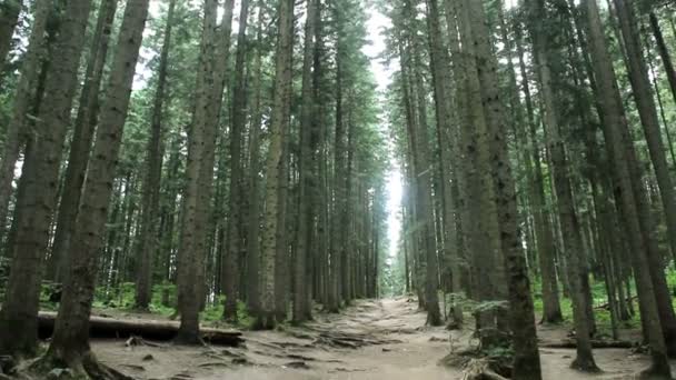 Bosque Picea Los Cárpatos Ucrania Parque Nacional Skolivski Beskidy Región — Vídeos de Stock