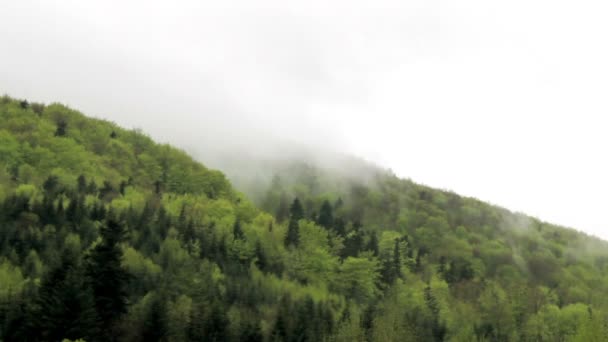 Ένα Τοπίο Του Ομιχλώδη Πρωινό Δάσος Στα Καρπάθια Βουνά Εθνικό — Αρχείο Βίντεο