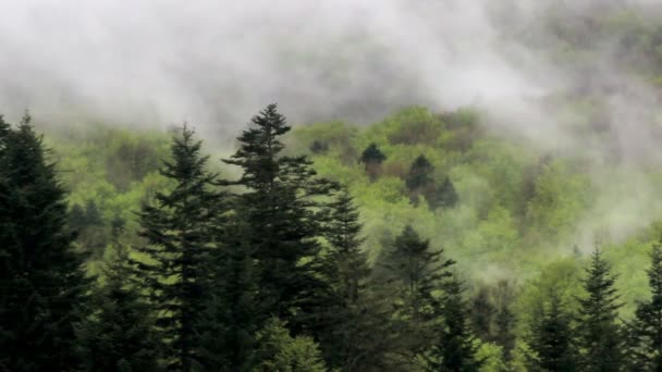 Ett Landskap Dimmig Morgonskog Karpaterna Berg Nationalpark Skolivski Beskidy Lviv — Stockvideo