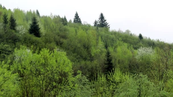 Krajobraz Mglistego Lasu Porannego Karpatach Park Narodowy Skolivski Beskidy Obwód — Wideo stockowe