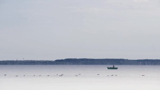 Pescador Barco Algunos Patos Salvajes Nadando Lago Svitiaz Más Grande — Vídeo de stock
