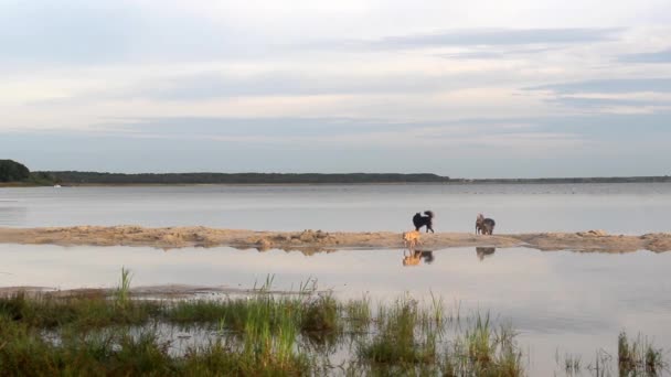 Собаки Дворняги Пляже Озера Свитязь Крупнейшей Группы Шацких Озер Шацкий — стоковое видео