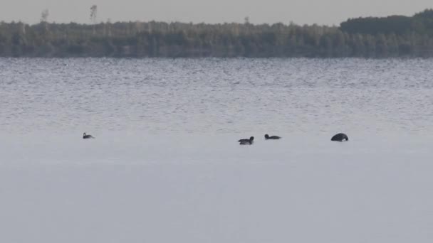 Algunos Patos Nadando Lago Svitiaz Mayor Grupo Lagos Shatskyi Parque — Vídeo de stock