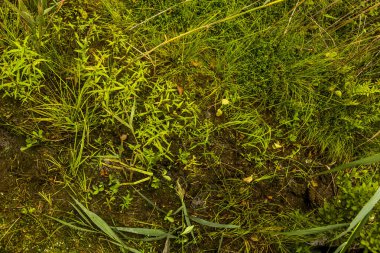 close-up of a marsh surface with grass and plants
