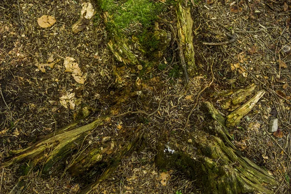 Ανώτερη Άποψη Του Κατεστραμμένο Παλιό Κούτσουρο Ερυθρελάτης Στο Δάσος — Φωτογραφία Αρχείου