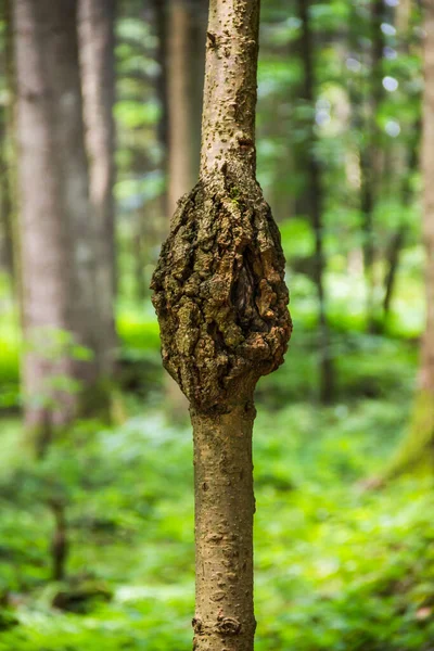 Close Trunk Young Spruce Tree Deformation — Foto de Stock