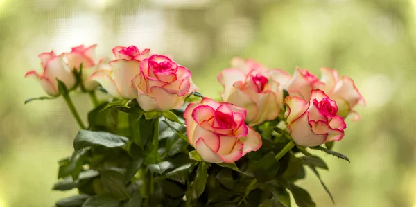 Close Small Pink Roses Bouquet — Fotografia de Stock