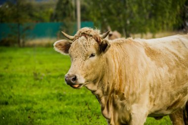 Ukrayna köyünde otlayan genç bir inek.