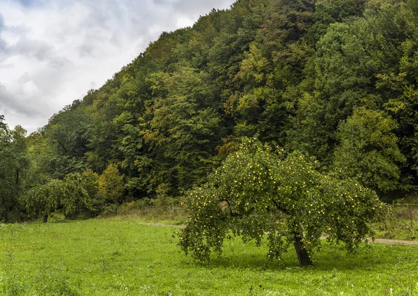 Einsamer Apfelbaum Mit Reifen Äpfeln Ukrainischem Karpatendorf — Stockfoto