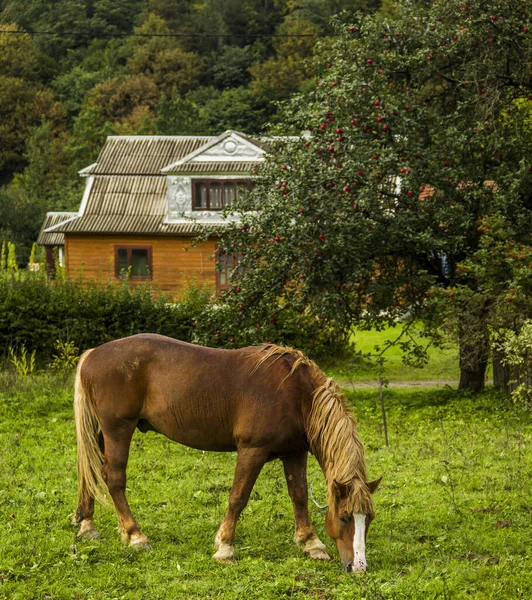 Cavalo Baía Comer Grama Quintal — Fotografia de Stock