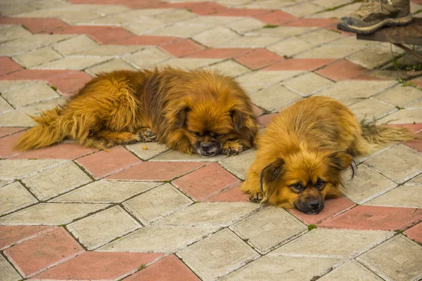 Two Small Red Old Young Mongrel Dogs Lay Pavement — Stock Photo, Image