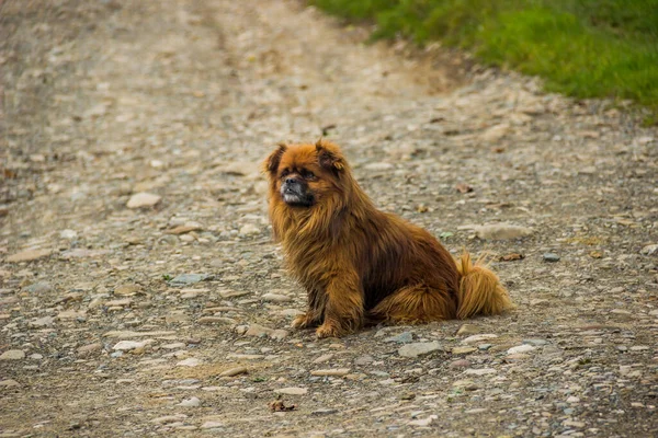 Red Old Small Mongrel Dog Sitting Rural Road — Stock Photo, Image