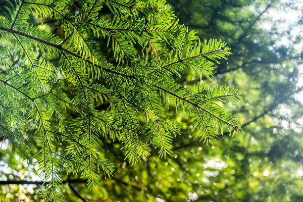 Close Branch European Silver Fir Abies Alba — Stock Photo, Image