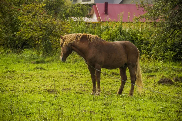 Záliv Kůň Jíst Trávu Dvorku — Stock fotografie