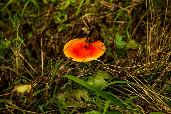 Close Cogumelo Venenoso Vermelho Amanita Muscaria Floresta — Fotografia de Stock