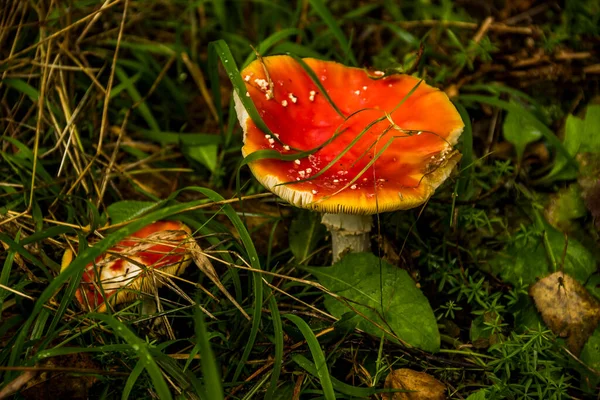森林里一个红色毒菌Amanita Muscaria的特写 — 图库照片