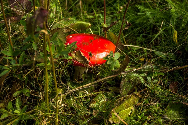 Primer Plano Hongo Venenoso Rojo Amanita Muscaria Bosque — Foto de Stock