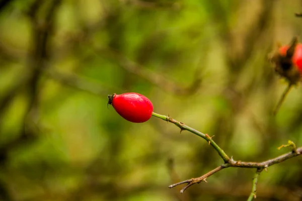 Zbliżenie Czerwonej Dojrzałej Jagody Krzewu Róży Biodra — Zdjęcie stockowe