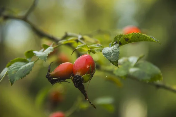 Zbliżenie Czerwonych Dojrzałych Jagód Krzewu Dzikiej Róży — Zdjęcie stockowe