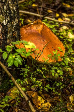 Ormandaki yenilebilir huş ağacının yakın plan mantarı (Leccinum scabrum)