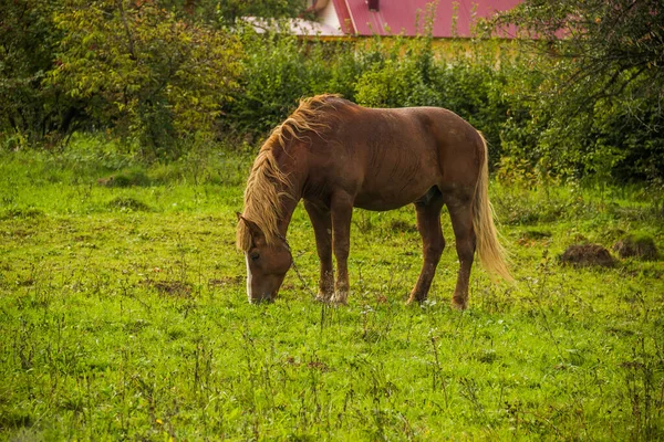 Cavalo Baía Comer Grama Quintal — Fotografia de Stock