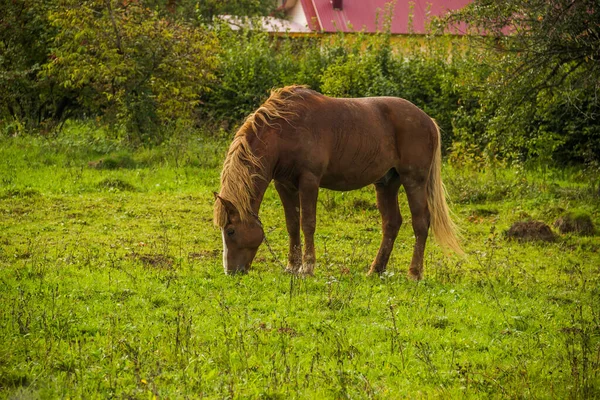 Egy Babérló Megeszi Füvet Udvaron — Stock Fotó