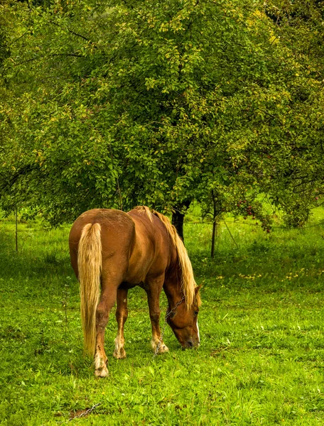 Záliv Kůň Jíst Trávu Dvorku — Stock fotografie