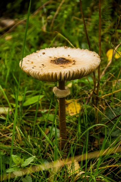 Close Eatable Parasol Mushroom Macrolepiota Procera Forest — Stock Photo, Image