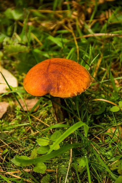 Primer Plano Hongo Bolete Abedul Comestible Leccinum Scabrum Bosque — Foto de Stock