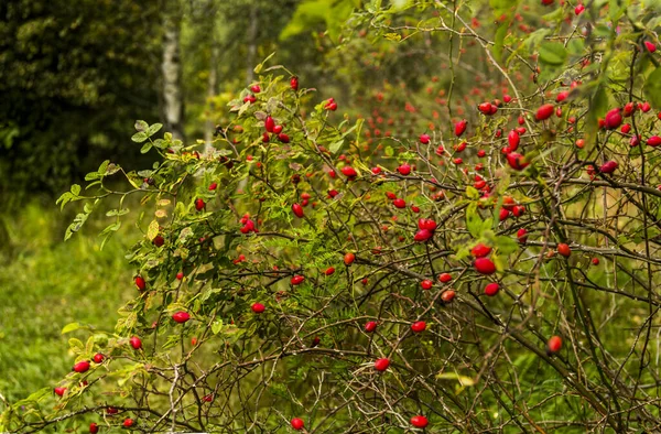 Krzew Róży Czerwonymi Jagodami Dojrzałymi Lesie — Zdjęcie stockowe
