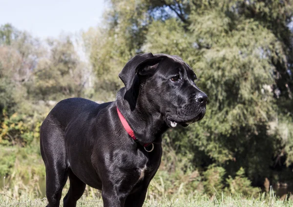 Rohrkorso — Stockfoto