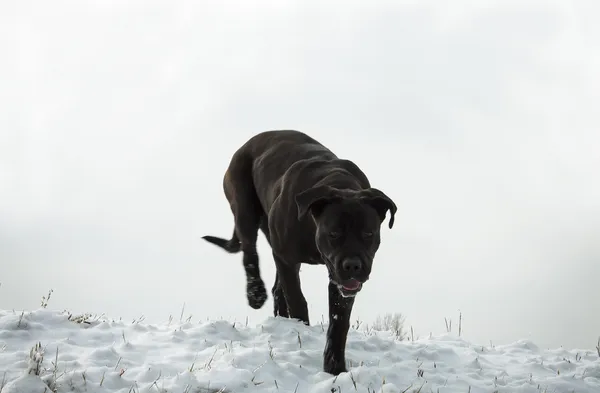 Cane corso w zimie — Stockfoto