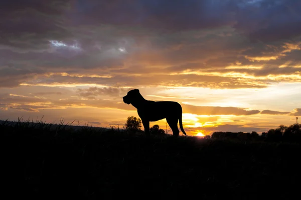 Rohrkorso bei Sonnenuntergang — Stockfoto